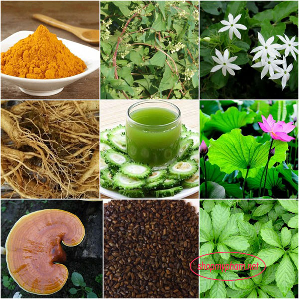 Thành phần Trà giảm cân Golean