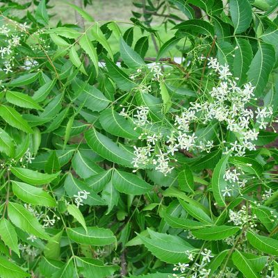 Lá neem ấn độ