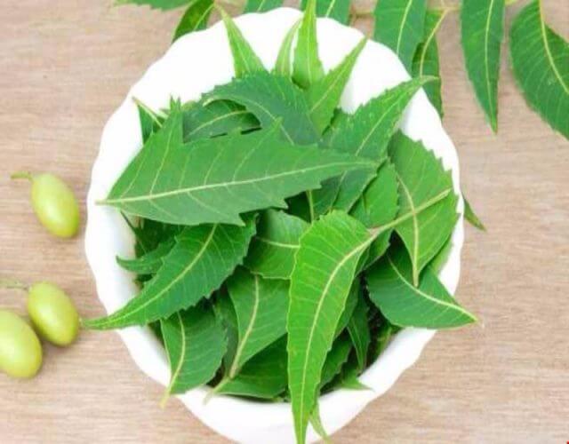 lá neem ấn độ